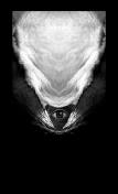 Ancestral Perception